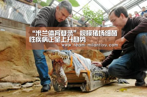 “米兰体育登录”规模猪场细菌性疾病正呈上升趋势(图1) 米兰体育官网登录